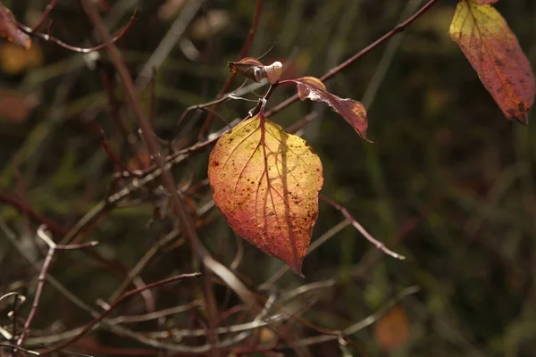 Les Feuilles Rouge Jaune Dans Forêt Automne — Photo