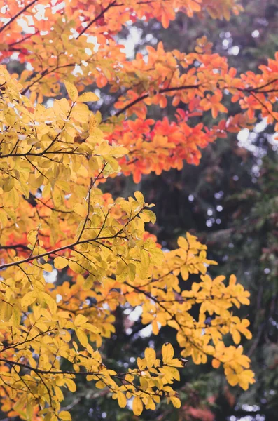 Vertikální Záběr Žlutého Stromu Podzimní Zeleň — Stock fotografie