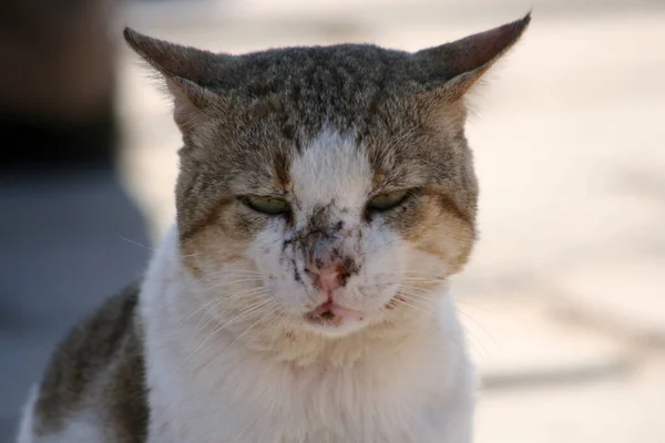 傷のついた猫の顔のクローズアップ — ストック写真
