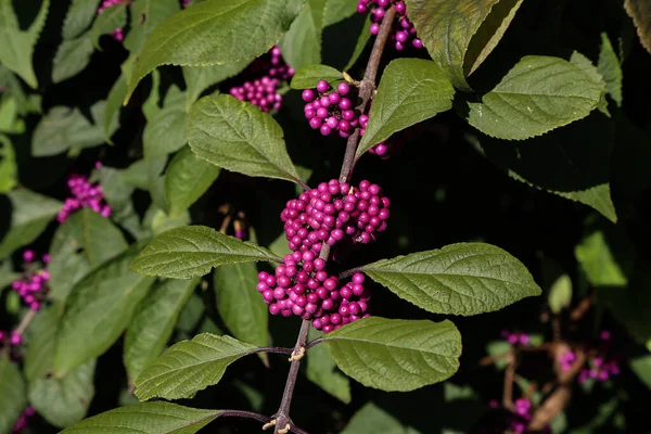 Eine Nahaufnahme Von Bodiniers Beautybeeren — Stockfoto