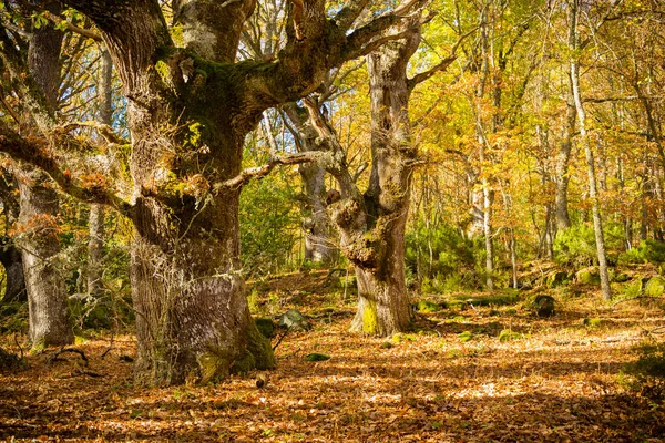 Egy Festői Kép Egy Erdőről Őszi Szezonban — Stock Fotó