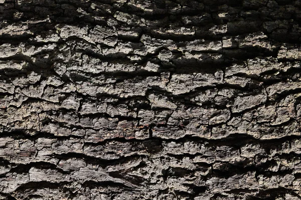 Una Texture Tronco Albero Sfondi — Foto Stock