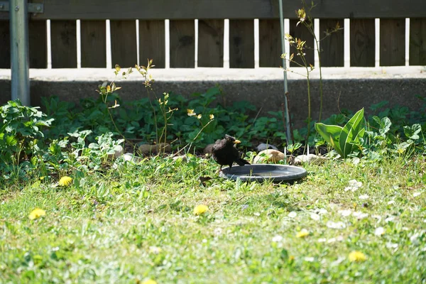 草の上の鳥風呂についた一般的な黒鳥の選択的焦点ショット — ストック写真