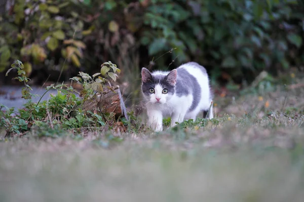 昼間は緑の公園でかわいいふわふわの猫 — ストック写真