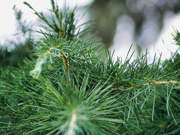 Een Close Shot Van Pijnboom Takken — Stockfoto