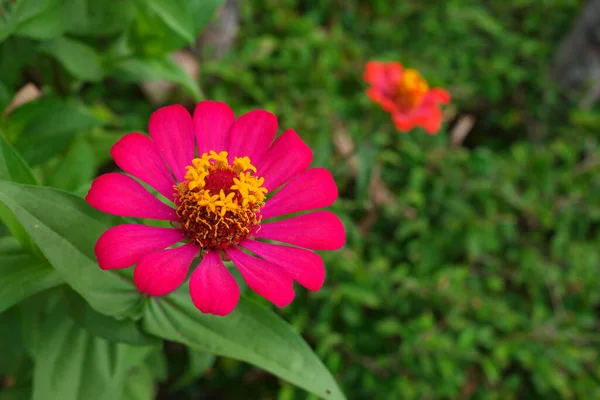 Вибірковий Фокус Знімок Красивої Рожевої Квітки Цинії Відкритому Повітрі Під — стокове фото