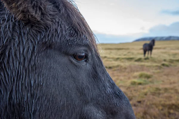 Ένα Επιλεκτικό Πλάνο Εστίασης Ενός Ισλανδικού Αλόγου Έναν Αγρό — Φωτογραφία Αρχείου