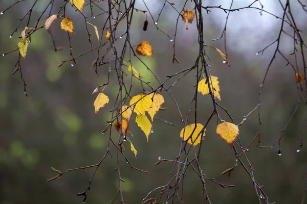 Een Close Shot Van Herfstbladeren Takken — Stockfoto