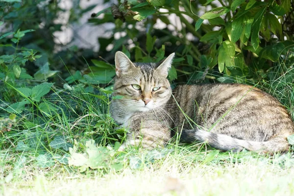 太陽の光の下で草に覆われた地面に横たわるかわいい縞模様の猫のクローズアップ — ストック写真