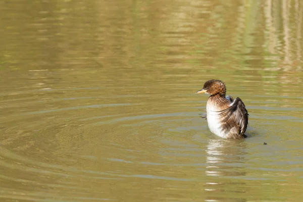 Gros Plan Grèbe Dans Eau — Photo