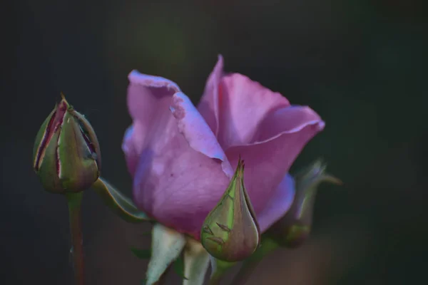 Μια Επιλεκτική Φωτογραφία Του Ροζ Τριαντάφυλλου Στον Κήπο — Φωτογραφία Αρχείου