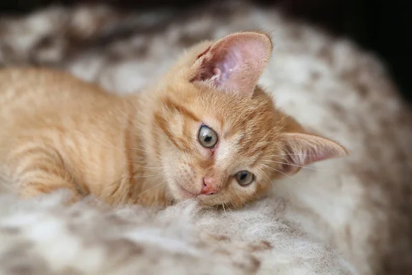 Gros Plan Adorable Chaton Roux — Photo