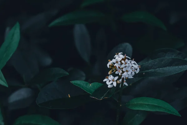 Ένα Κοντινό Πλάνο Μικρά Ανθισμένα Λευκά Λουλούδια — Φωτογραφία Αρχείου