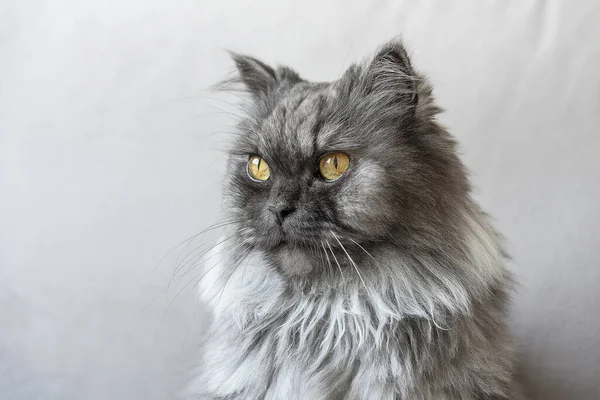 一只毛茸茸的灰猫的特写镜头 它有着明亮的黄眼睛 — 图库照片