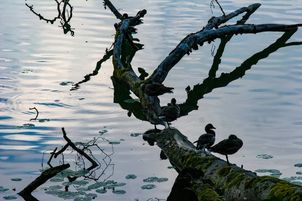 Primer Plano Pájaros Posados Viejo Árbol Caído Estanque — Foto de Stock