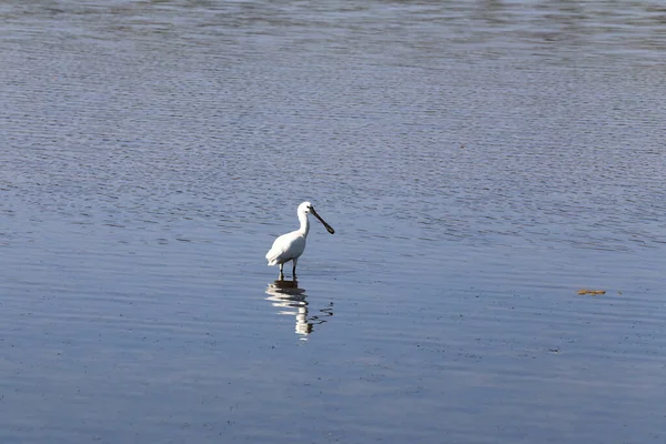 Gros Plan Lac Héron Blanc — Photo