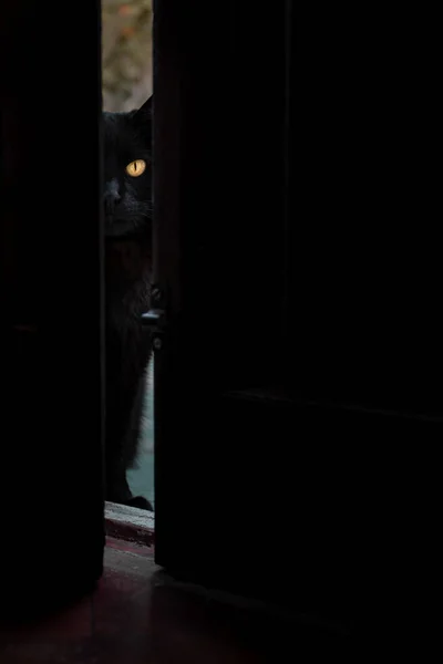 Vertical Shot Adult Scary Looking Cat Peeking Doorway — Stock Photo, Image