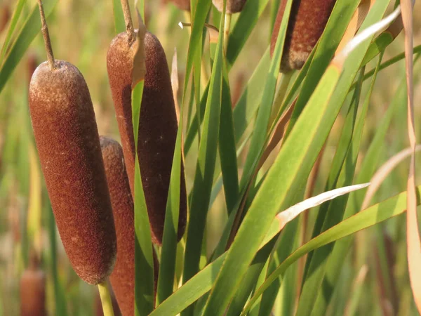 Cattails Közelsége Homályos Háttérrel — Stock Fotó