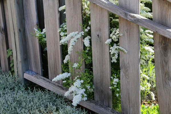 Närbild Skott Vita Blommor Som Växer Genom Ett Staket — Stockfoto