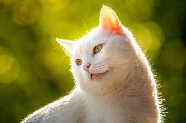 一只灰色模糊背景的白猫的特写镜头 — 图库照片