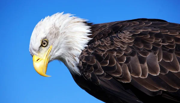 Närbild Skallig Örn Den Blå Himlen Bakgrund — Stockfoto