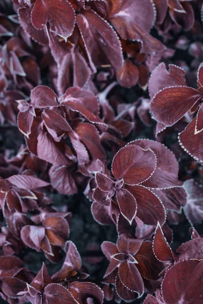 紫色のコレウスの葉の選択的焦点ショット — ストック写真