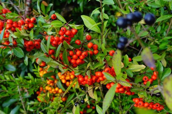 Eine Nahaufnahme Von Bunten Wilden Beeren Auf Büschen — Stockfoto