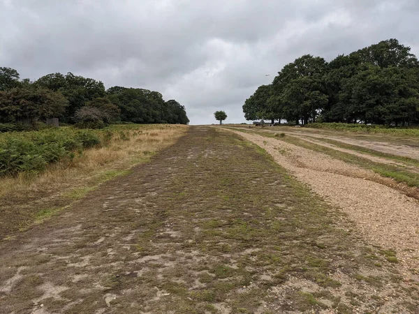 Largo Sendero Cubierto Hierba Rodeado Árboles Verdes Bajo Cielo Nublado —  Fotos de Stock