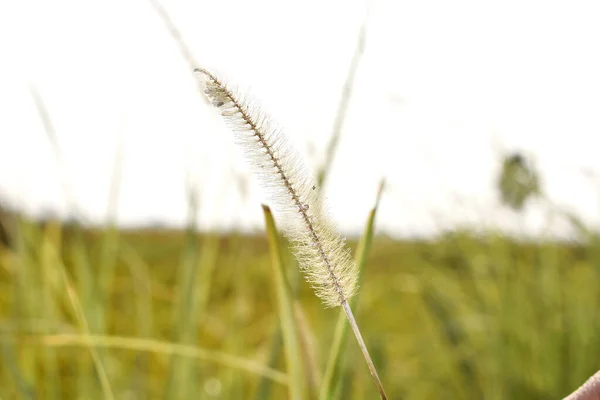 Zbliżenie Ujęcie Trawy Polu — Zdjęcie stockowe