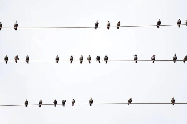 Tiro Bajo Ángulo Pájaros Sentados Los Cables Eléctricos —  Fotos de Stock