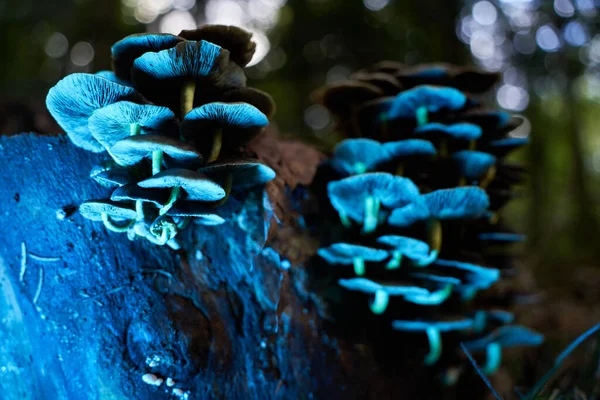 Tiro Ângulo Baixo Cogumelos Azuis Casca Árvore Com Fundo Bokeh — Fotografia de Stock