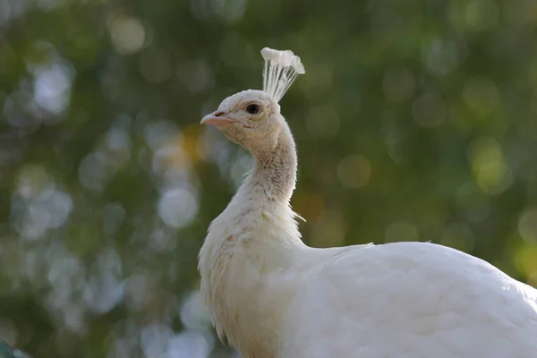 Den Vackra Vita Gemensamma Påfågeln Djurparken — Stockfoto