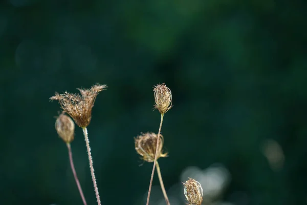 Closeup Shot Dried Plants Blurred Background — Foto de Stock