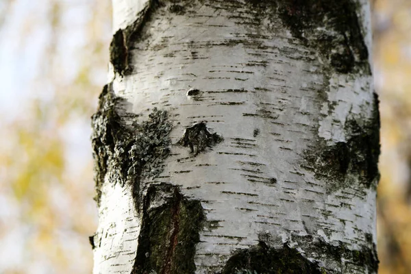 Birch Bark Texture Birch Tree Trunk Texture — Stock fotografie
