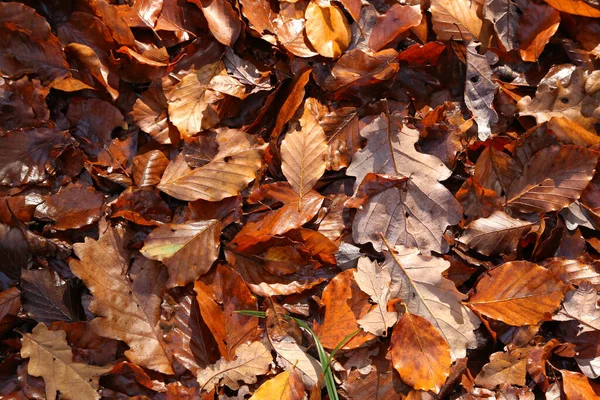 Een Hoge Hoek Opname Van Herfstbladeren Liggend Grond — Stockfoto