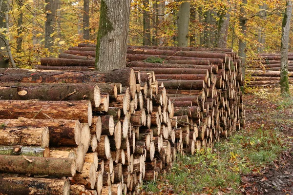 Primer Plano Troncos Árboles Talados Aserrados Bosque — Foto de Stock