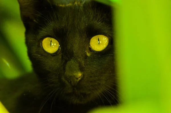 Yeşil Arkaplanda Siyah Yeşil Gözlü Bir Kedinin Yakın Plan Çekimi — Stok fotoğraf