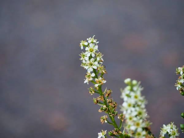 Närbild Blommande Vildblomma — Stockfoto