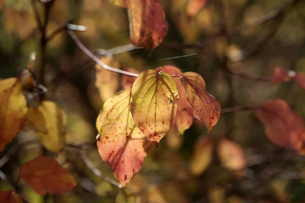 Gros Plan Feuilles Rouges Jaunes Dans Forêt Automne — Photo