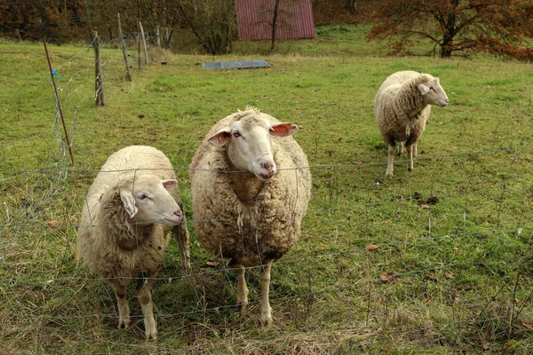 Die Weißen Schafe Auf Dem Feld Auf Dem Land — Stockfoto