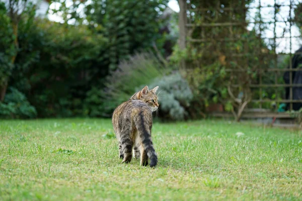 Uma Visão Gato Cinza Andando Uma Grama Verde — Fotografia de Stock