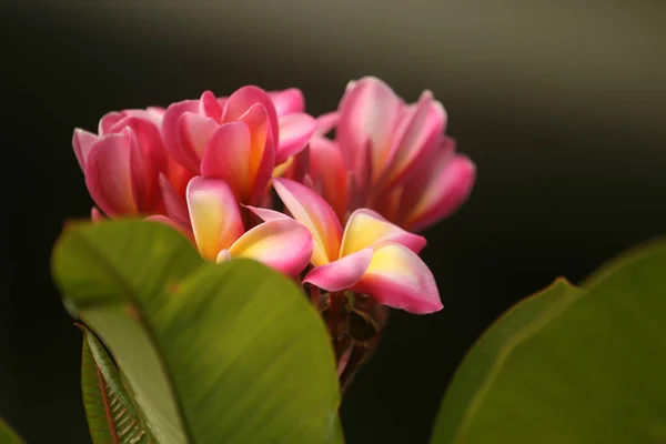 Tiro Close Flor Plumeria Rosa — Fotografia de Stock