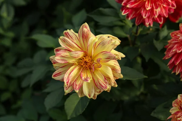 Egy Közeli Felvétel Egy Sárga Dália Virágról — Stock Fotó