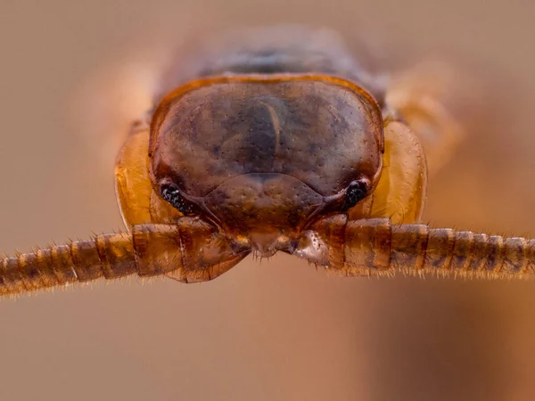 Makroaufnahme Eines Insekts Auf Orangefarbenem Hintergrund — Stockfoto