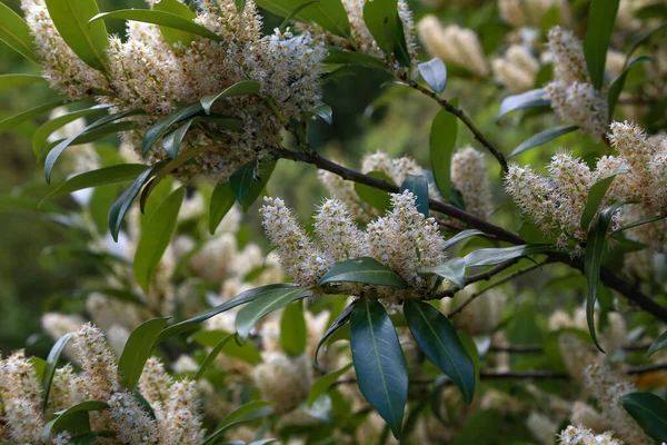 Gros Plan Fleurs Laurier Cerisier Blanc Fleurs — Photo