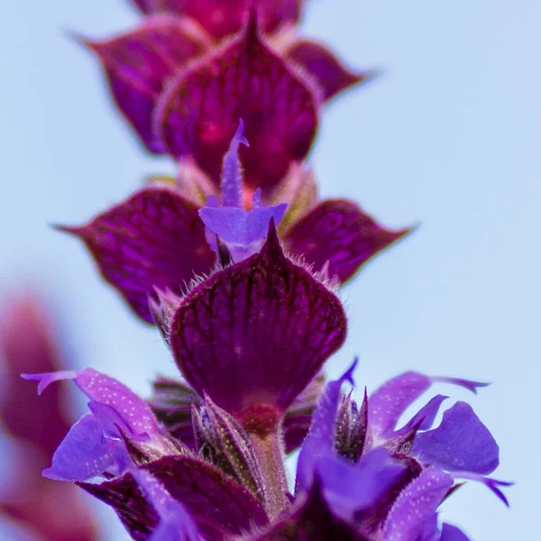 Nízký Úhel Záběru Fialových Pohanů Kvetoucích Pod Modrou Oblohou — Stock fotografie