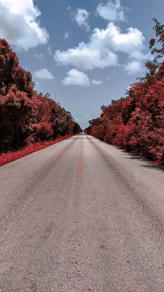 Plano Vertical Una Calle Vacía Con Árboles Ambos Lados —  Fotos de Stock