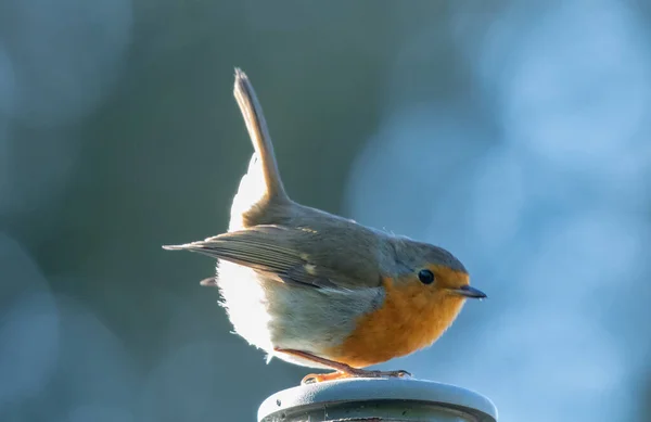 Een Closeup Shot Van Een Neergestreken Schattig Roodborstje Wazig Achtergrond — Stockfoto