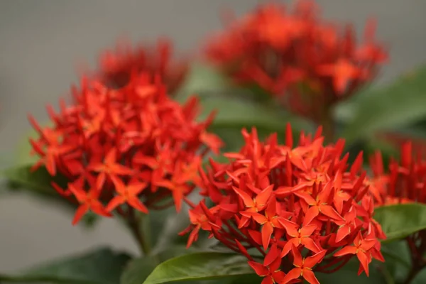 Tiro Foco Seletivo Flor Vermelha Ixora — Fotografia de Stock