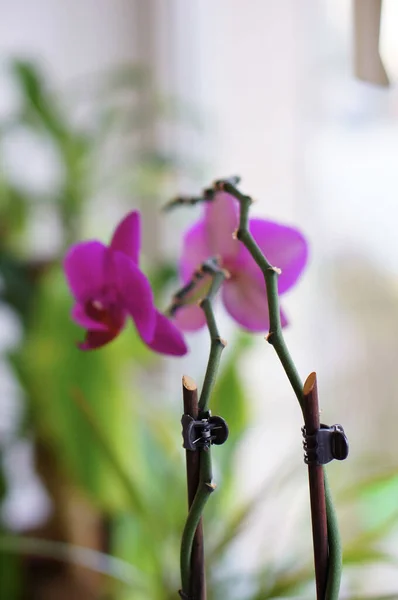Вертикальний Знімок Рожевої Квітки Рослини Орхідеї Стеблом Підтримуваним Палицею — стокове фото